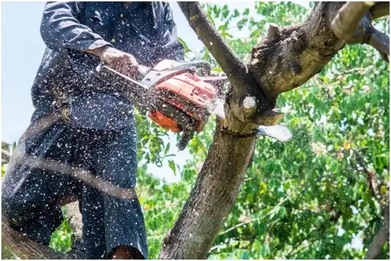 tree services Roosevelt